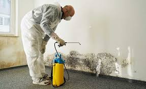 Best Attic Mold Removal  in North Kingsville, OH