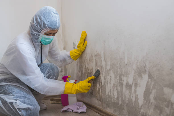 Best Biohazard Mold Removal  in North Kingsville, OH